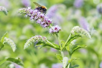 https://cdn.zilvercms.nl/http://yarinde.zilvercdn.nl/Hertsmunt - Mentha longifolia 'Buddleia' met bij